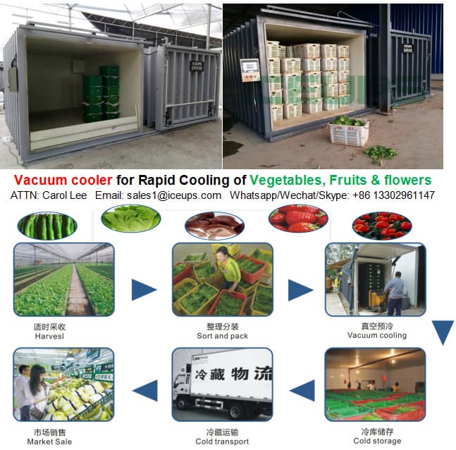 Vacuum Precooling Machine for Spinach Preservation